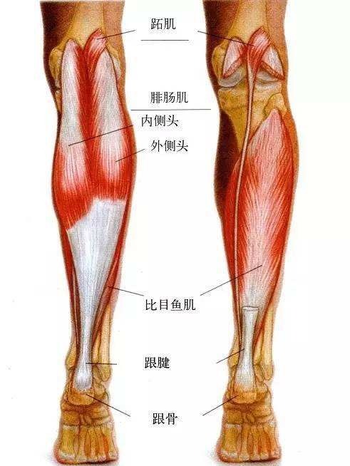 目前关于网球腿的临床研究表明,单纯的跖肌撕裂,或伴腓肠肌,比目鱼肌